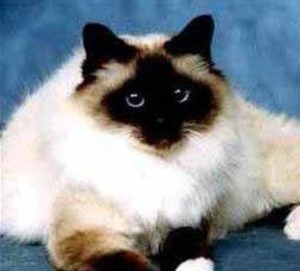 How to Care for a Birman Cat