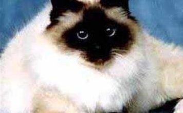 How to Care for a Birman Cat - Pet Encyclopedia