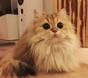 How Big Do British Longhair Cats Get? A Weight Overview