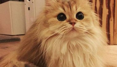 How Big Do British Longhair Cats Get? A Weight Overview - Pet Encyclopedia