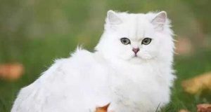 How to Care for a British Longhair Cat: A Comprehensive Guide