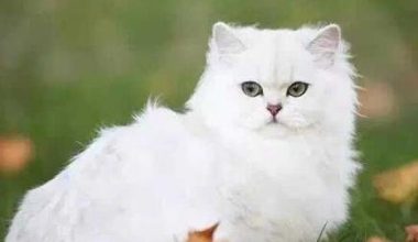 How to Care for a British Longhair Cat: A Comprehensive Guide - Pet Encyclopedia