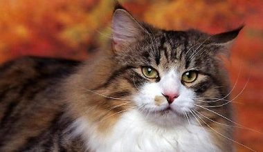 How to Care for a Norwegian Forest Cat - Pet Encyclopedia