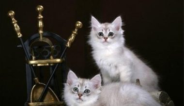 How to Care for a Tiffany Cat - Pet Encyclopedia