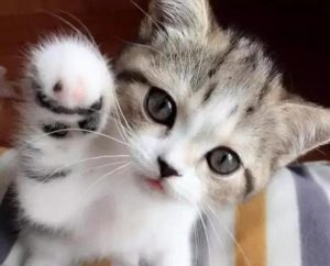How Often Should Kittens Be Fed?