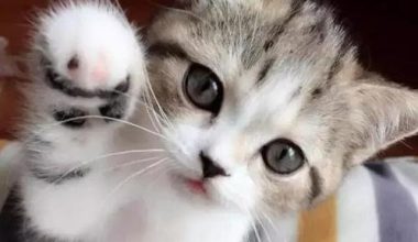 How Often Should Kittens Be Fed? - Pet Encyclopedia