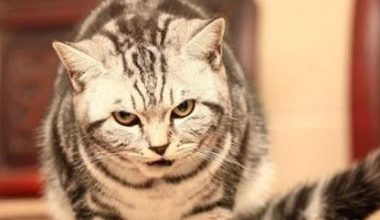 The Role and Cleaning of a Cat’s Tail - Pet Encyclopedia