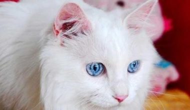 Can Cats Get Depression? - Pet Encyclopedia