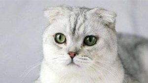 How to Differentiate the Fur Color of Scottish Fold Cats