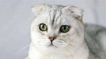 How to Differentiate the Fur Color of Scottish Fold Cats - Pet Encyclopedia