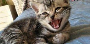 How to Treat Panleukopenia in American Shorthair Cats
