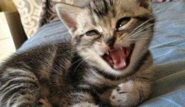 How to Treat Panleukopenia in American Shorthair Cats - Pet Encyclopedia