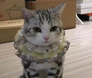 Vomiting in American Shorthair Cats: Causes and Solutions