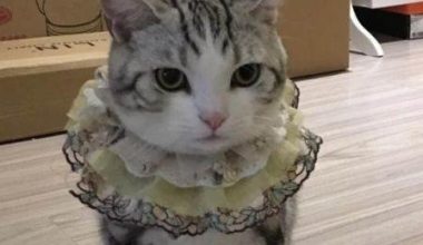 Vomiting in American Shorthair Cats: Causes and Solutions - Pet Encyclopedia