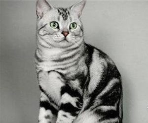 What to Do If Your American Shorthair Cat Foams at the Mouth?