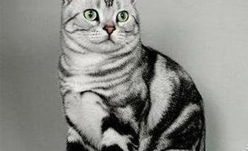What to Do If Your American Shorthair Cat Foams at the Mouth? - Pet Encyclopedia
