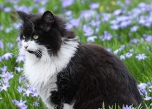 Medications for Norwegian Forest Cat Cold