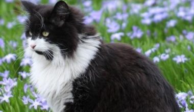 Medications for Norwegian Forest Cat Cold - Pet Encyclopedia
