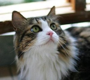 What to Do If a Norwegian Forest Cat Coughs? 