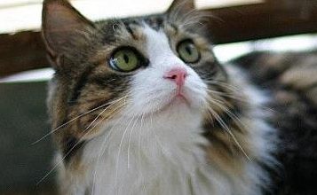 What to Do If a Norwegian Forest Cat Coughs? Treatment Measures for Cat Coughing - Pet Encyclopedia
