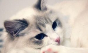 The Weaning Transition: Decoding Your Kitten’s Shift from Milk to Solid Food