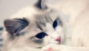 The Weaning Transition: Decoding Your Kitten’s Shift from Milk to Solid Food - Pet Encyclopedia