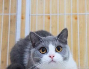 The Independent Charm of British Shorthairs: Decoding Their Self-Reliant Nature