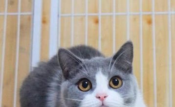 The Independent Charm of British Shorthairs: Decoding Their Self-Reliant Nature - Pet Encyclopedia
