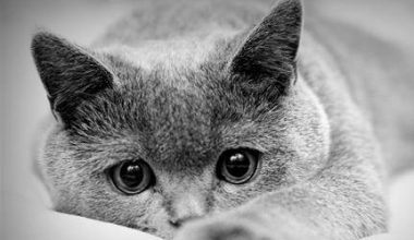 The Art of Grooming Your British Shorthair: A Comprehensive Guide - Pet Encyclopedia