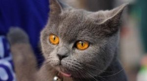 Understanding the Temperament and Care of British Shorthair Cats