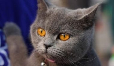Understanding the Temperament and Care of British Shorthair Cats - Pet Encyclopedia