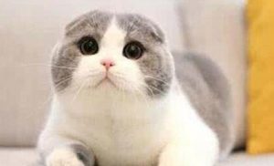 The Silent Symphony of Scottish Folds: Understanding Their Quiet Devotion