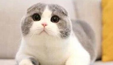 The Silent Symphony of Scottish Folds: Understanding Their Quiet Devotion - Pet Encyclopedia