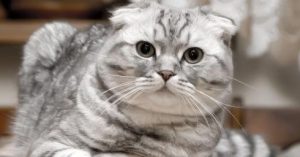 Why Scottish Folds Require Unique Dietary Vigilance