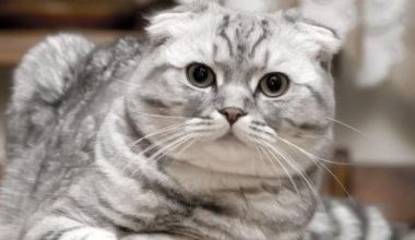 Why Scottish Folds Require Unique Dietary Vigilance - Pet Encyclopedia