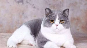  Understanding the Mating Behavior of British Shorthair Cats
