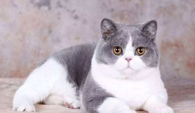 Understanding the Mating Behavior of British Shorthair Cats - Pet Encyclopedia