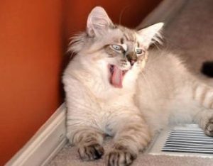 A Comprehensive Guide for Pet Owners
