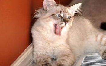 Understanding Feline Estrous Behavior: A Comprehensive Guide for Pet Owners - Pet Encyclopedia