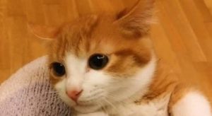 Understanding Feline Estrous Behavior
