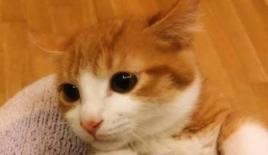 Understanding Feline Estrous Behavior: Signs and Solutions for Pet Owners - Pet Encyclopedia