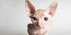 Decoding the Sphynx Cat’s Unique Bathing Rituals