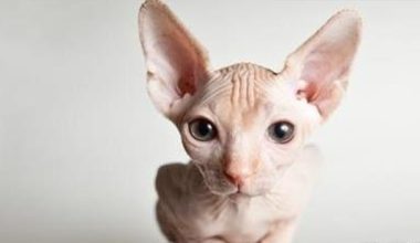 Decoding the Sphynx Cat’s Unique Bathing Rituals - Pet Encyclopedia