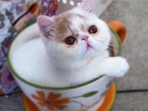 Understanding and Managing Feline Bordetella Infections
