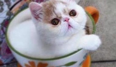 Understanding and Managing Feline Bordetella Infections - Pet Encyclopedia