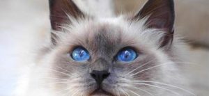Unraveling the Genetic Mystery of Birman Cat Umbilical Hernias