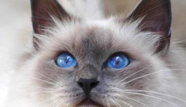Unraveling the Genetic Mystery of Birman Cat Umbilical Hernias - Pet Encyclopedia