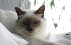  Decoding Behavioral Clues in Birman Cats with Encephalitis
