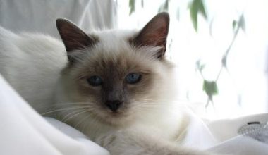 Decoding Behavioral Clues in Birman Cats with Encephalitis - Pet Encyclopedia