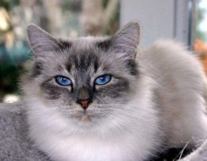 How Your Birman Cat’s Drinking Habits Shape Urinary Health